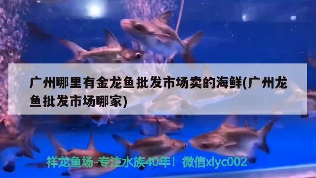 關刀和龍魚混養(關刀魚能和銀龍魚混養嗎)