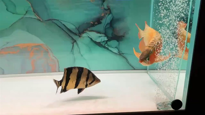 還是調皮