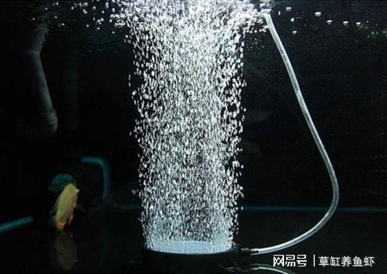 泰安市泰山區(qū)岱宗大街于氏水族館（泰安市泰山區(qū)岱宗大街于氏水族館電話）