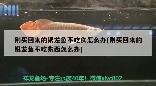 剛買回來的銀龍魚不吃食怎么辦(剛買回來的銀龍魚不吃東西怎么辦)
