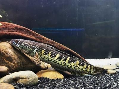 雷龍魚能活多少歲的人，雷龍魚壽命受多種因素影響，