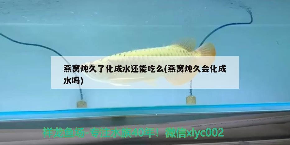 白玉金龍魚視頻大全，白玉金龍魚視頻大全的養殖方法，白玉金龍魚養殖方法