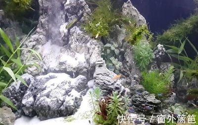 打碎了魚缸：“打碎了魚缸”是關(guān)于教育、法律責(zé)任、意外處理、意外處理的問題