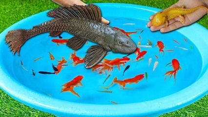龍魚可以喂魚食嗎為什么