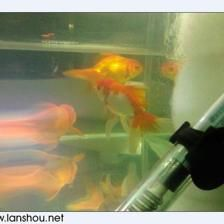 打碎了魚缸：“打碎了魚缸”是關(guān)于教育、法律責(zé)任、意外處理、意外處理的問題