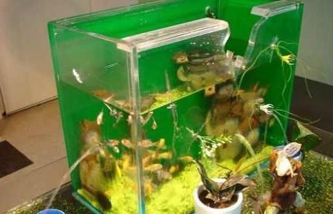 打碎了魚缸：“打碎了魚缸”是關(guān)于教育、法律責(zé)任、意外處理、意外處理的問題