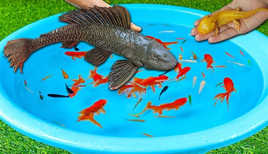 龍魚可以喂魚食嗎為什么