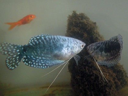 30公分的龍魚能吃多大小魚苗