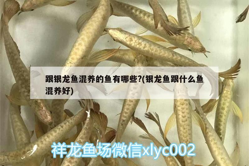 跟銀龍魚混養的魚有哪些?(銀龍魚跟什么魚混養好)