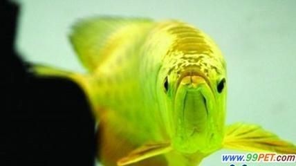 金龍魚(yú)60厘米價(jià)格多少