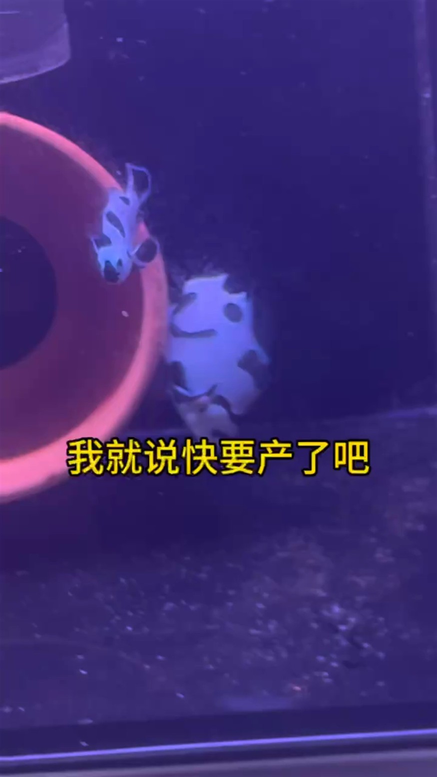 熊貓小丑魚產卵啦