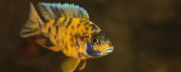 大魚缸怎么拆解了：大型魚缸拆卸步驟