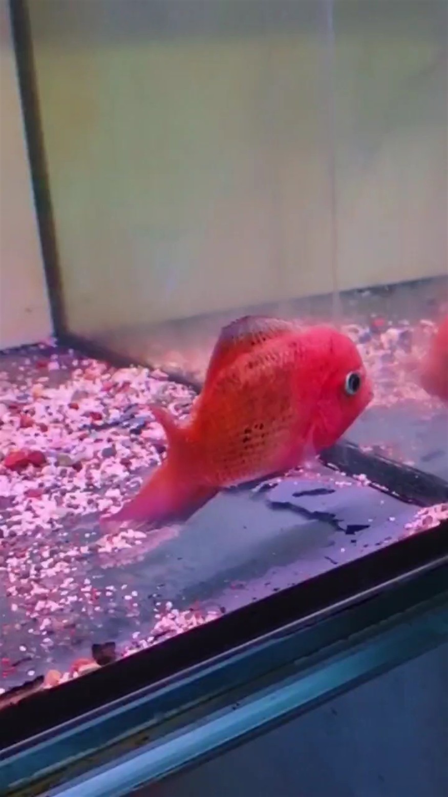 泰古②