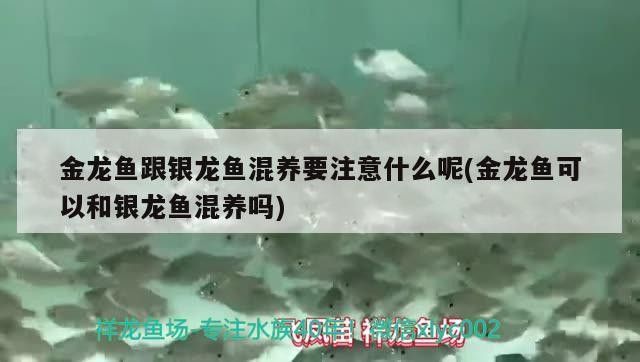 金龍魚跟銀龍魚混養要注意什么呢(金龍魚可以和銀龍魚混養嗎)