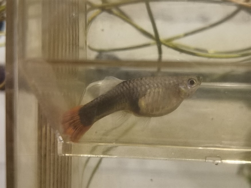這條魚(yú)還有大概多久生寶寶？