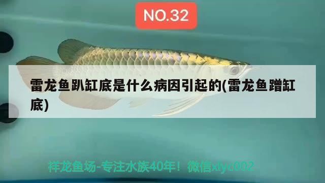 雷龍魚趴缸底是什么病因引起的(雷龍魚蹭缸底)