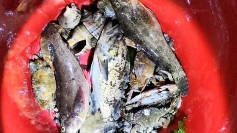 生肖龍適合養什么魚呢