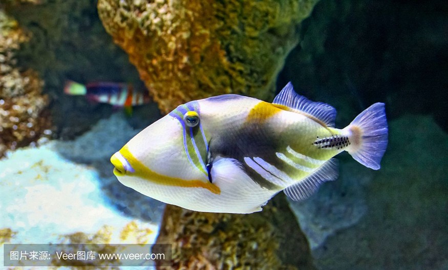 大洋水族魚缸怎么樣：大洋水族魚缸的優(yōu)點與養(yǎng)護