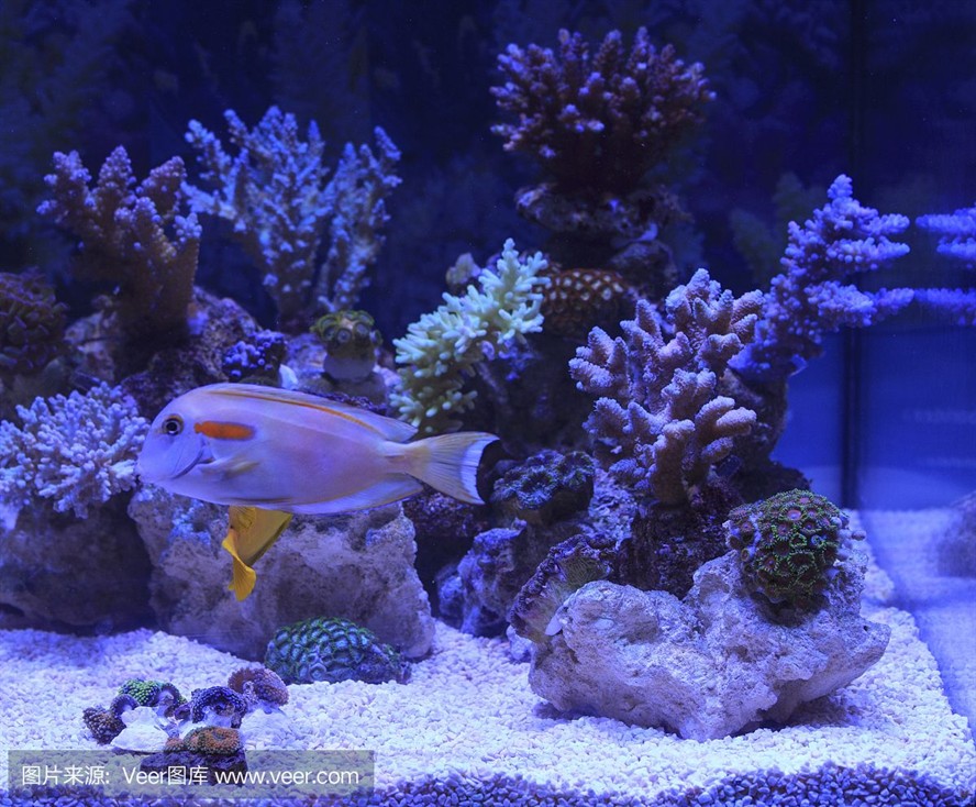 大洋水族魚缸怎么樣：大洋水族魚缸的優(yōu)點與養(yǎng)護