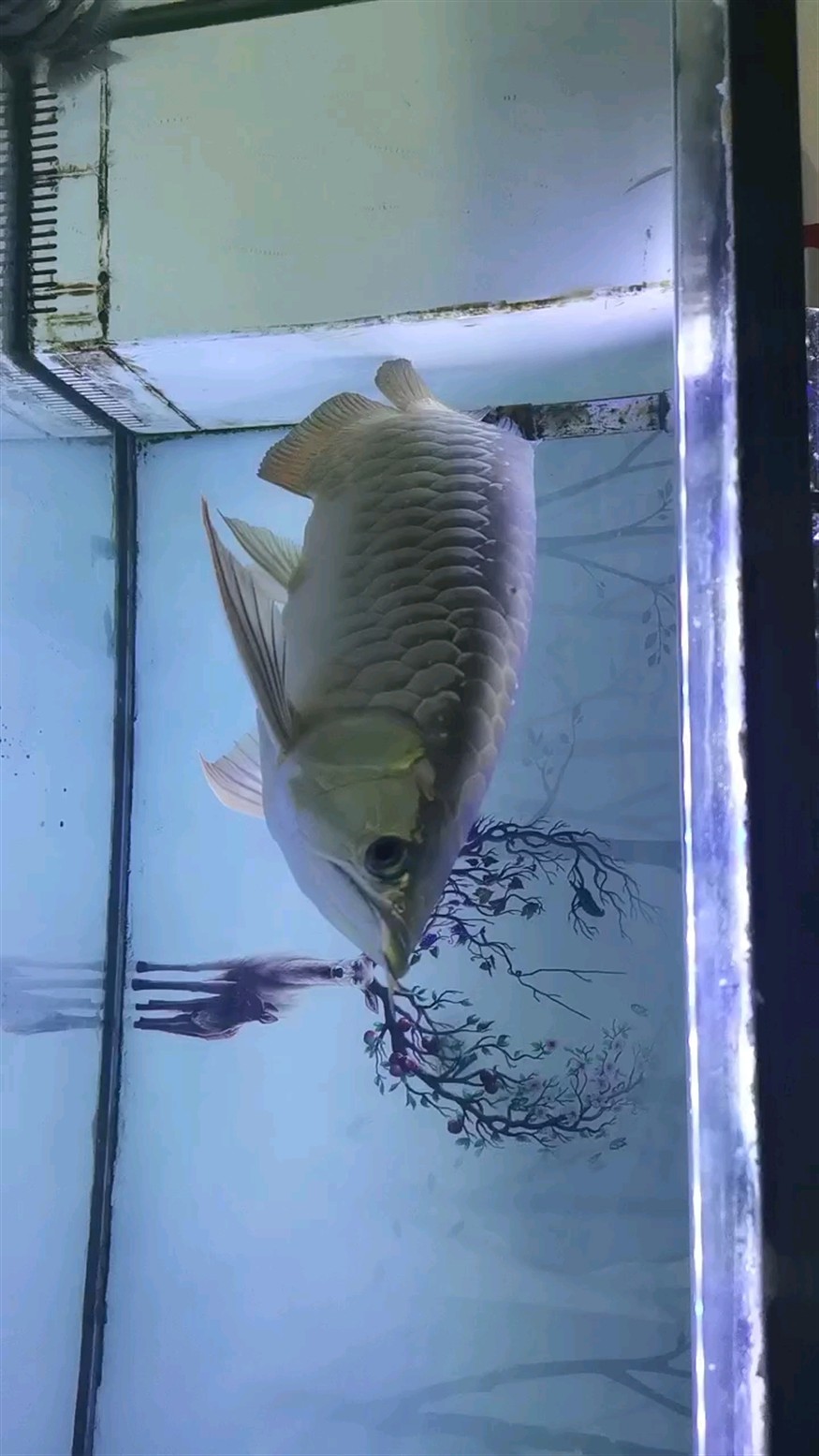 養(yǎng)了兩年多點了，當初養(yǎng)的時候就是想一條可以陪我很久的魚，它都不離我又怎能舍棄，不忘初心，方得始終！