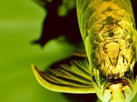 白龍魚(yú)不吃食什么原因