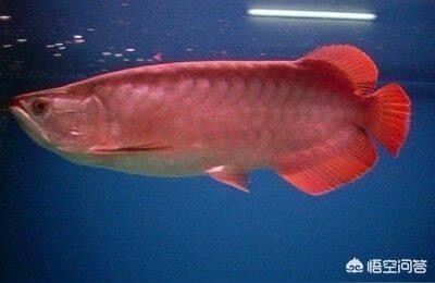 紅龍魚幾天換一次水最好（紅龍魚幾天換一次水最好呢）
