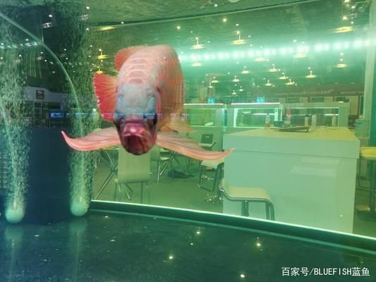 大魚缸換水可以直接用自來水嗎為什么不換水