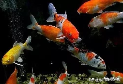 大魚缸換水可以直接用自來水嗎為什么不換水