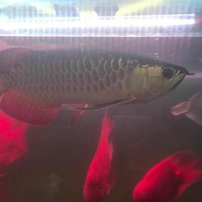 紅龍魚的燈光暗一點好還是亮一點好看呢（紅龍魚的燈光暗一點好還是亮一點好看呢視頻）