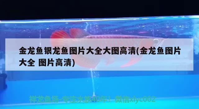 金龍魚銀龍魚圖片大全大圖高清(金龍魚圖片大全圖片高清)