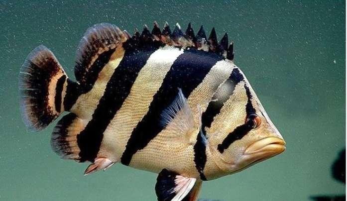 虎魚怎么養