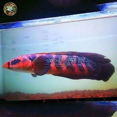 招財貓魚生長速度如何,招財貓魚生長速度詳解圖 龍魚百科 第1張 招財貓魚生長速度如何,招財貓魚生長速度詳解圖 招財貓魚生長速度如何,招財貓魚生長速度詳解圖 龍魚百科 第1張