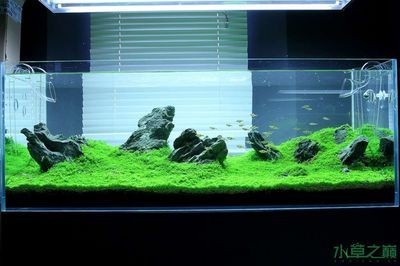 1.5米魚缸簡(jiǎn)單造景圖紙：1.5米魚缸簡(jiǎn)單造景圖紙，如何簡(jiǎn)單造景1.5米魚缸的建議和方法