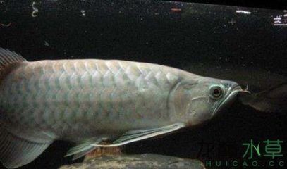 紅龍魚背上有黑點是什么魚：紅龍魚背上有黑點可能由多種原因造成