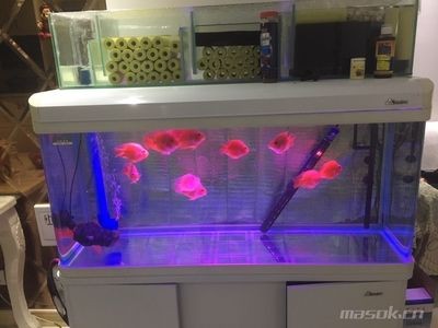 有哪些藥物可以治療龍魚須根部損傷，關于龍魚須根部損傷的問題