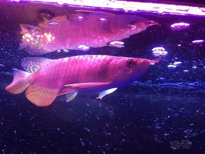 紅龍魚排行榜最新價格（紅龍魚排行榜最新價格表）