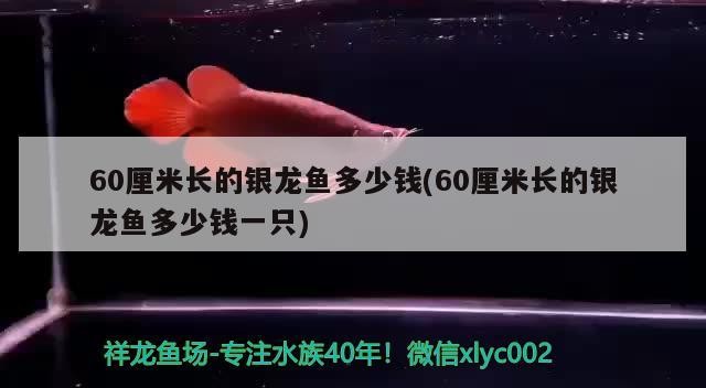 60厘米長的銀龍魚多少錢(60厘米長的銀龍魚多少錢一只)