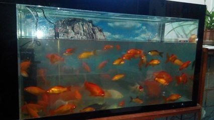 純凈水桶制作的魚缸過濾器好嗎：桶式過濾器的優點和缺點