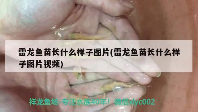 雷龍魚(yú)苗長(zhǎng)什么樣子圖片(雷龍魚(yú)苗長(zhǎng)什么樣子圖片視頻)