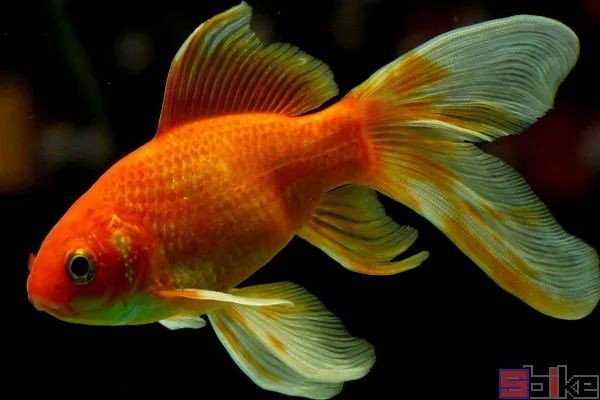 6條小金魚要多大魚缸養：養金魚需要考慮的因素包括金魚的大小和數量、魚缸的尺寸和水溫等
