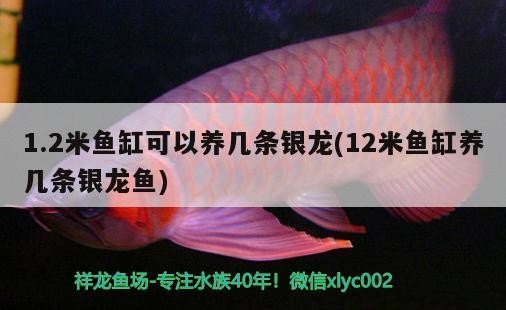 1.2米魚缸可以養幾條銀龍(12米魚缸養幾條銀龍魚)