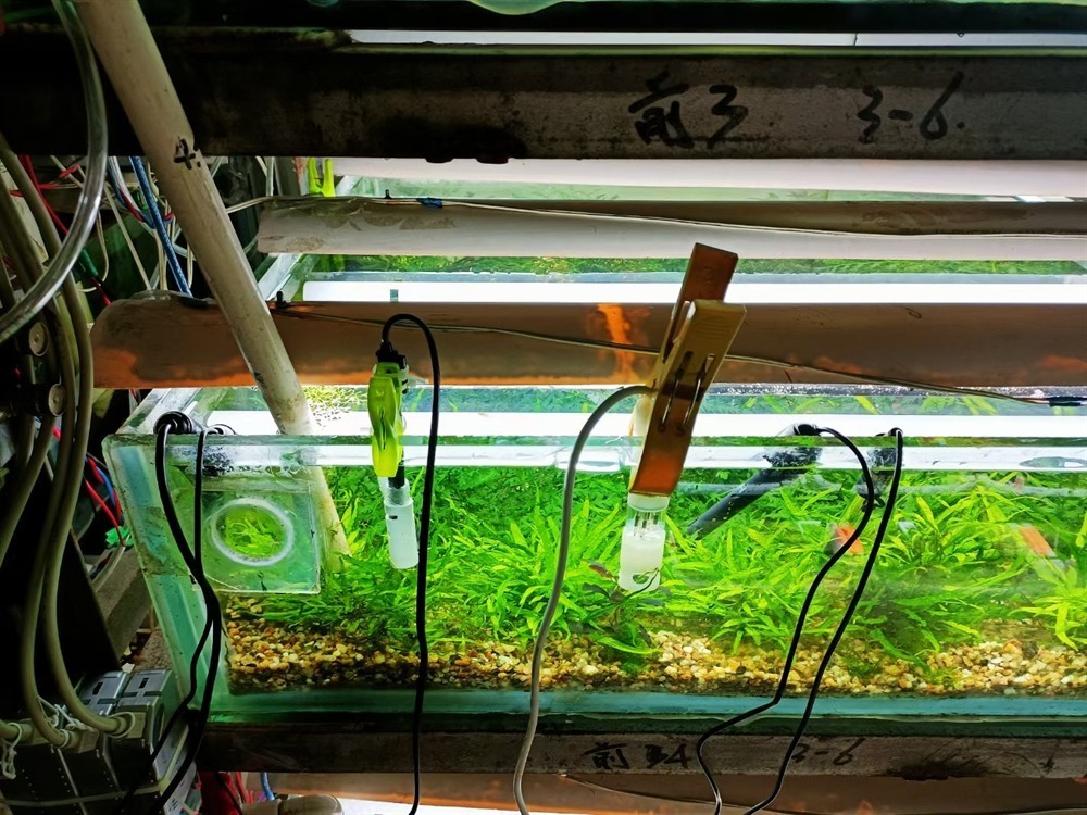 水草栽培學