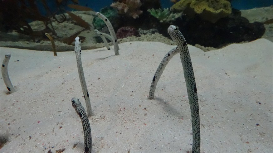 紅龍魚燈光放什么位置最放魚缸里（紅龍魚燈光放什么位置最放魚缸里養(yǎng)）