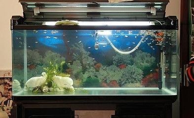 玻璃魚缸過濾器怎么清洗視頻教學：如何清洗魚缸過濾器？