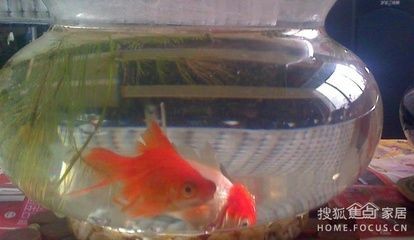 不見陽光的魚缸養(yǎng)什么魚：不見陽光的魚缸養(yǎng)什么魚缸中養(yǎng)什么魚缸養(yǎng)什么魚缸