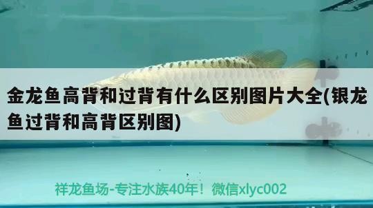 金龍魚(yú)高背和過(guò)背有什么區(qū)別圖片大全(銀龍魚(yú)過(guò)背和高背區(qū)別圖) 金龍魚(yú)高背和過(guò)背有什么區(qū)別圖片大全(銀龍魚(yú)過(guò)背和高背區(qū)別圖) 銀龍魚(yú)百科