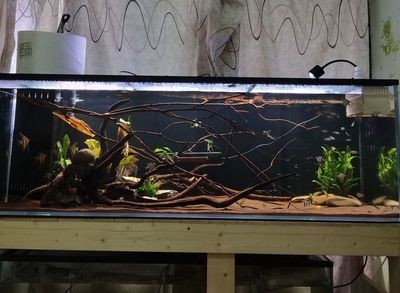 1.2米的魚缸多少升的水 1.2米的魚缸多少升的水 魚缸百科 第3張