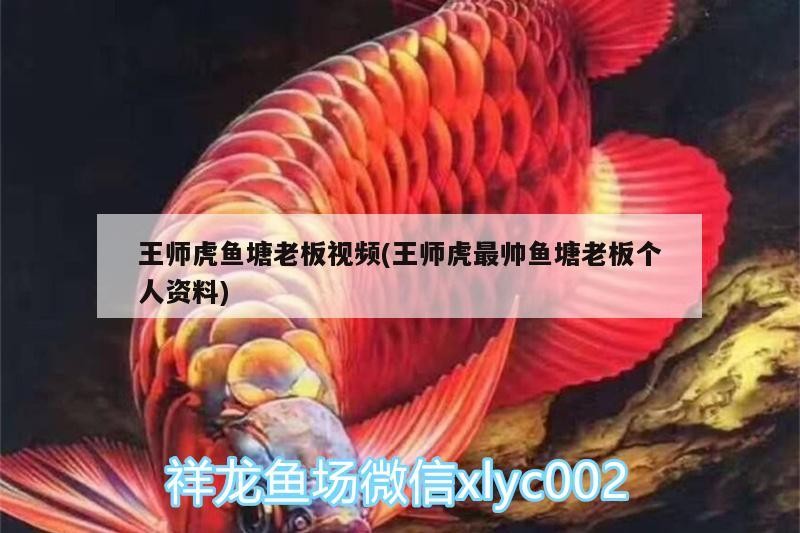 王師虎魚塘老板視頻(王師虎最帥魚塘老板個人資料)
