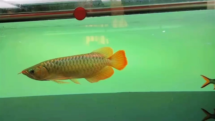 狀態還可以