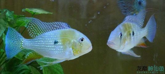 紅龍魚用什么顏色的燈光好看一點（紅龍魚用什么顏色的燈光好看一點呢）